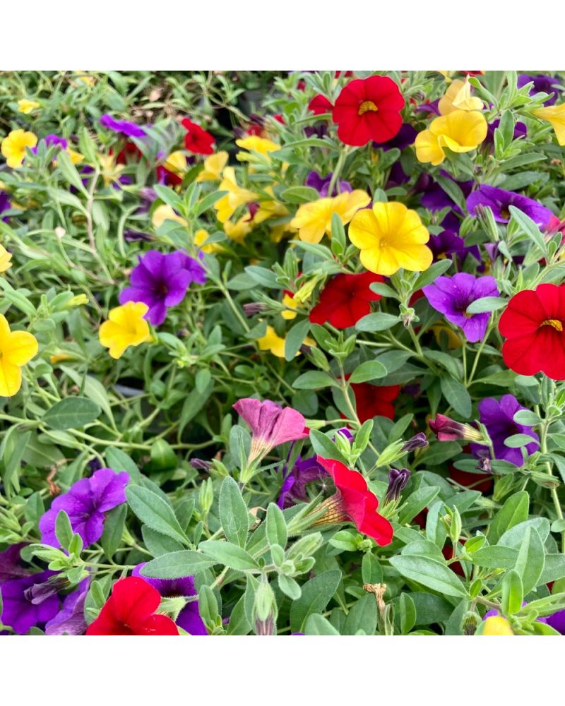 Surfinia Annuelle Confetti Garden Hawaiian Hilo Panaché