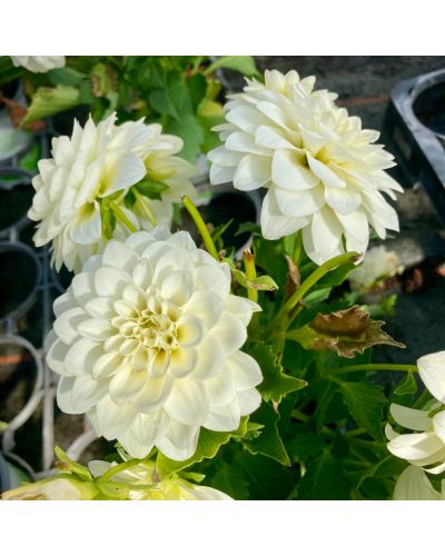 Dahlia dahlietta Annuelle Aperto Blush - Blanc