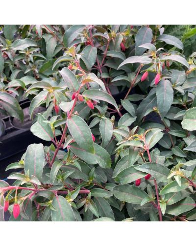 Fuchsia Annuelle Campanella - Mauve