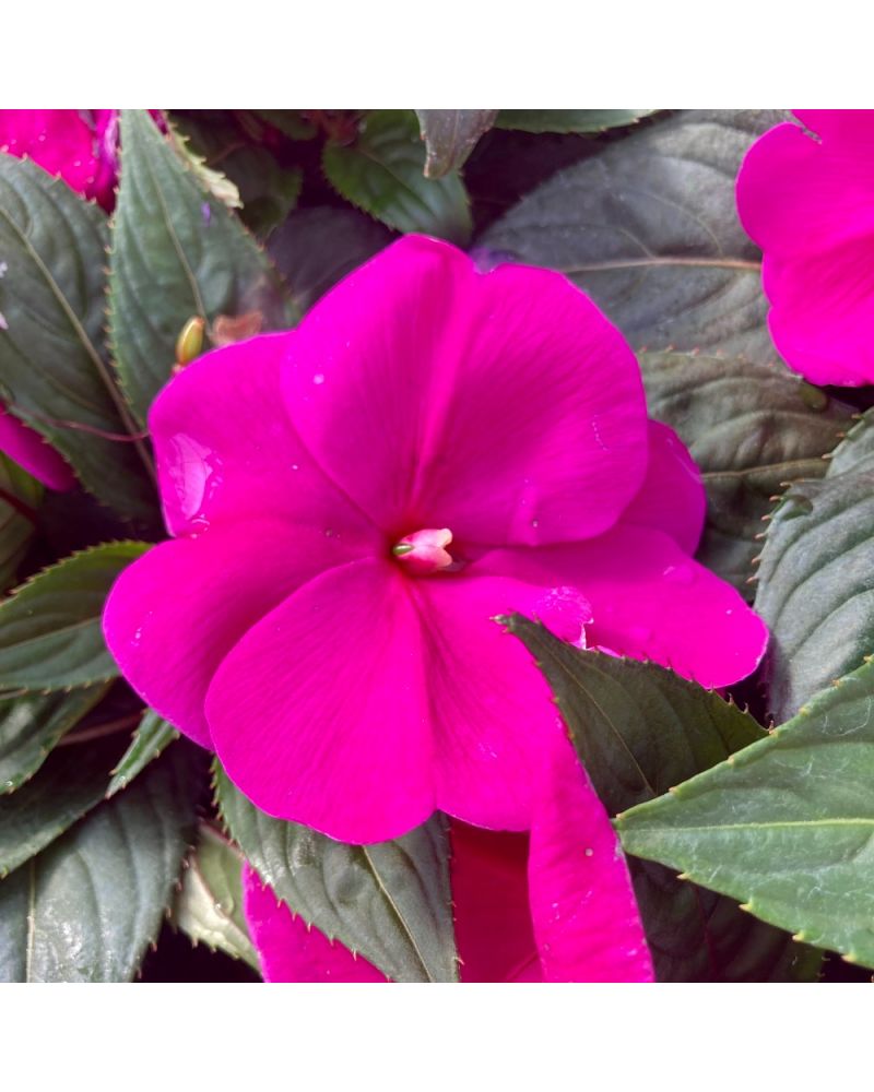 Impatience de Nouvelle Guinée Annuelle Sonic