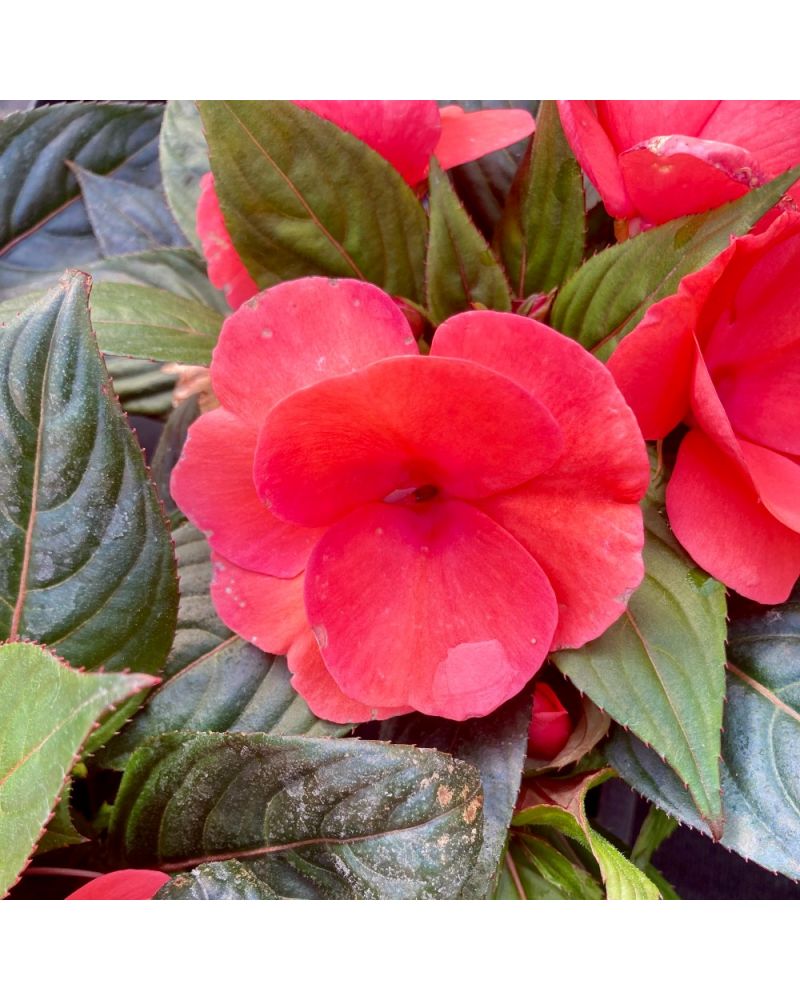 Impatience de Nouvelle Guinée Annuelle Cpt