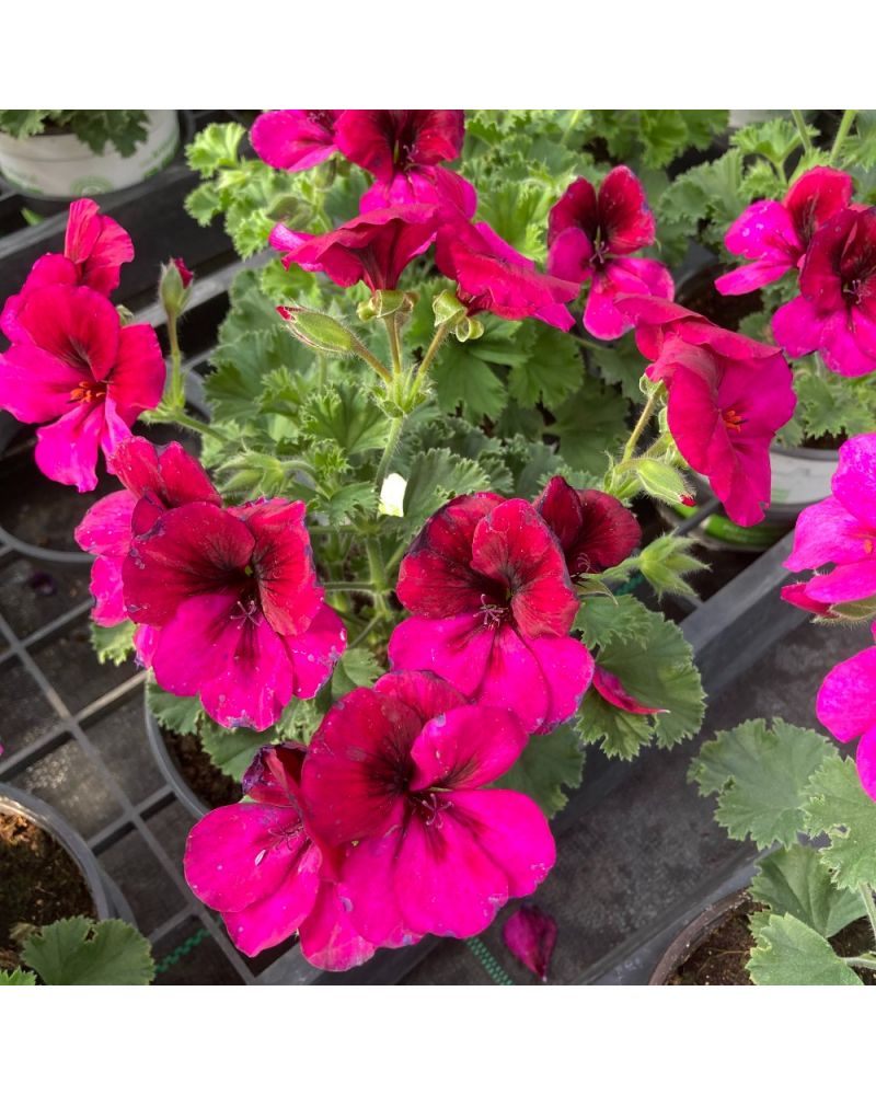 Géranium Droit Annuelle Candy Flower Violet Mauve