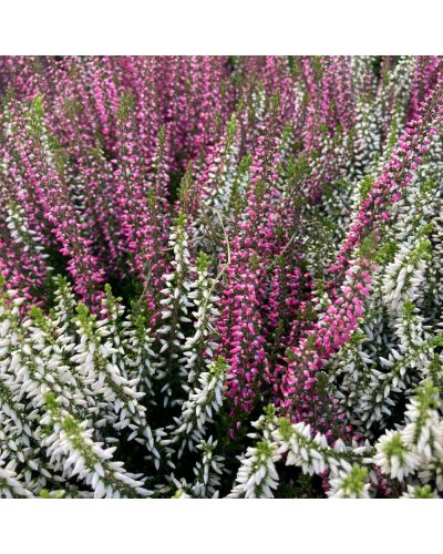 Bruyère commune Vivace Calluna vulgaris - Blanc