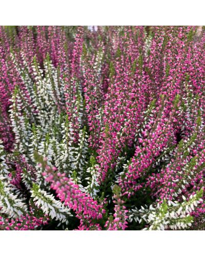 Bruyère commune Vivace Calluna vulgaris - Blanc