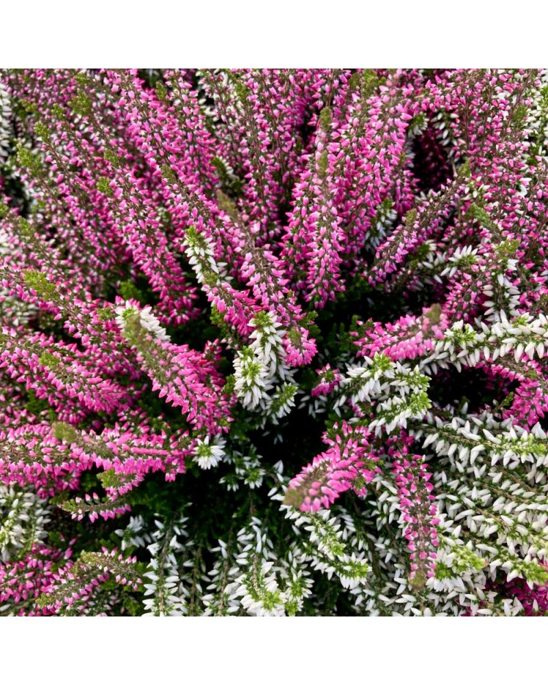 Bruyère commune Vivace Twingirls - Blanc