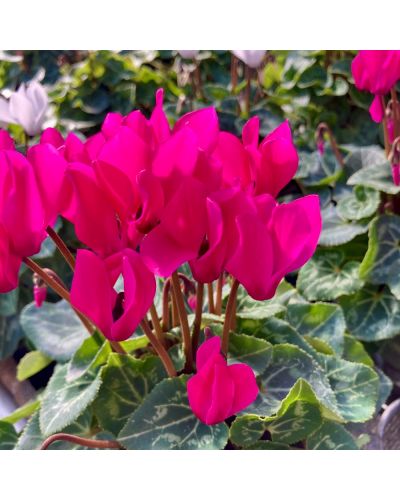 Cyclamen de Perse Vivace Persicum - Violet