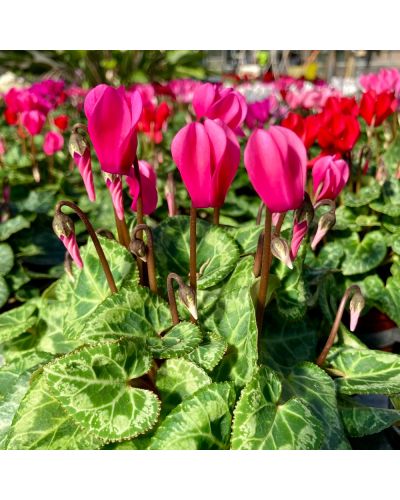 Cyclamen de Perse Vivace Persicum - Violet