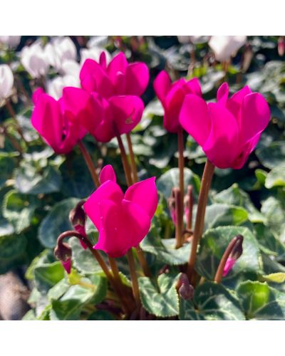 Cyclamen de Perse Vivace Persicum - Violet