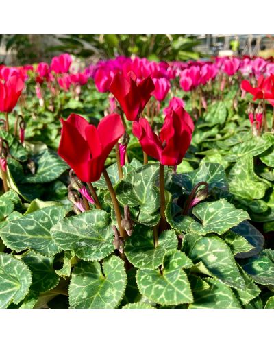 Cyclamen de Perse Vivace Persicum - Rouge