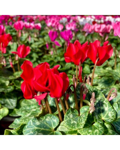 Cyclamen de Perse Vivace Persicum - Rouge