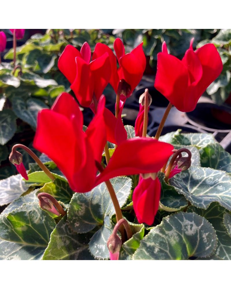 Cyclamen de Perse Vivace Persicum - Rouge