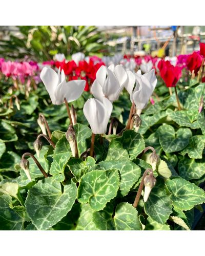 Cyclamen de Perse Vivace Persicum - Blanc