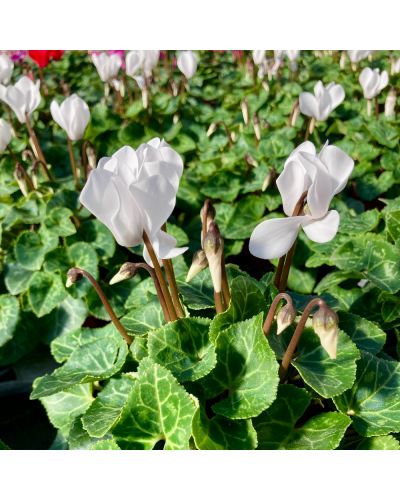 Cyclamen de Perse Vivace Persicum - Blanc