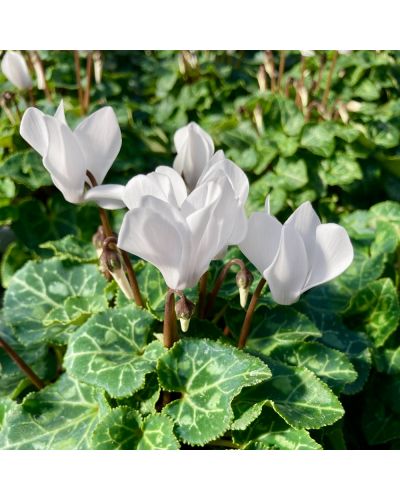 Cyclamen de Perse Vivace Persicum - Blanc