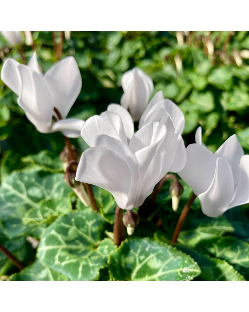 Cyclamen de Perse Vivace Persicum - Blanc