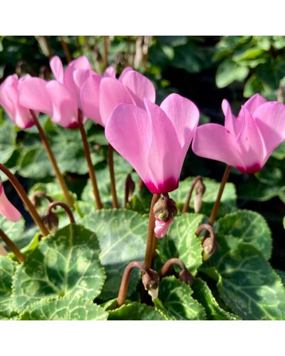 Cyclamen de Perse Vivace Persicum - Rose