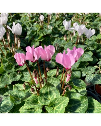 Cyclamen de Perse Vivace Persicum - Rose