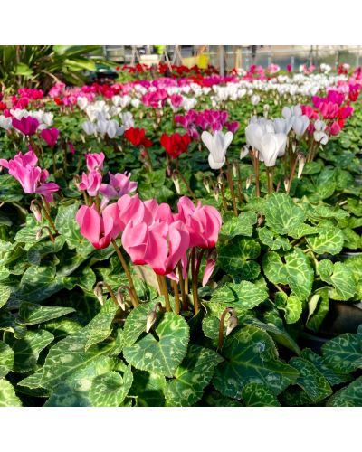 Cyclamen de Perse Vivace Persicum - Rose