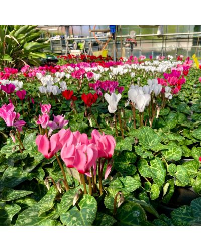 Cyclamen de Perse Vivace Persicum - Rose