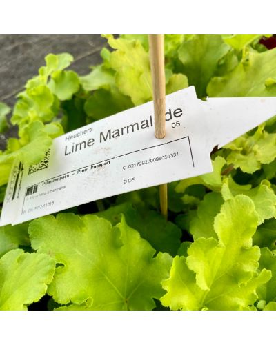 Heuchera vivace Lime Marmalade