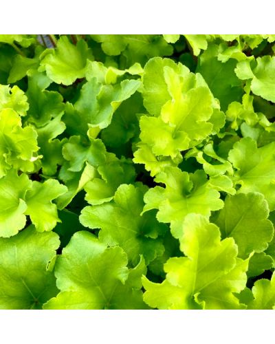 Heuchera vivace Lime Marmalade