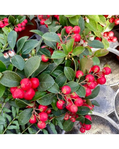 Gaulthérie couchée Arbustif Gaultheria procumbens - Rouge