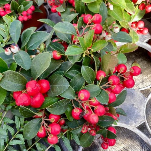 Gaulthérie couchée Arbustif Gaultheria procumbens - Rouge