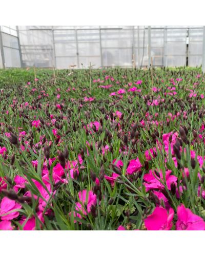 Œillet Dianthus Vivace Kahori - Mauve