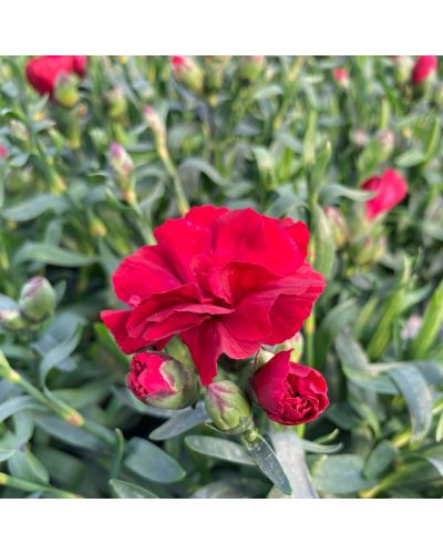 Œillet Dianthus Vivace Passion Pbr - Rouge