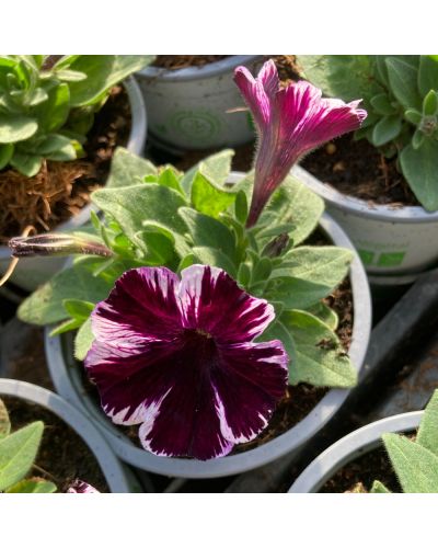 Surfinia Annuelle Sweetunia Miss Marvelous - Mauve