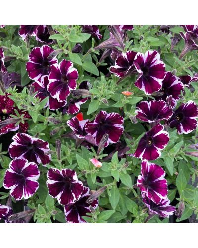 Surfinia Annuelle Sweetunia Miss Marvelous - Mauve