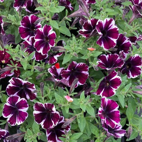 Surfinia Annuelle Sweetunia Miss Marvelous - Mauve