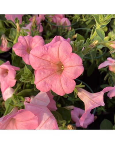 Surfinia Annuelle Alpetunia Soft - Rose