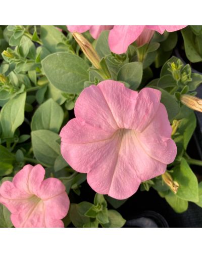 Surfinia Annuelle Alpetunia Soft - Rose