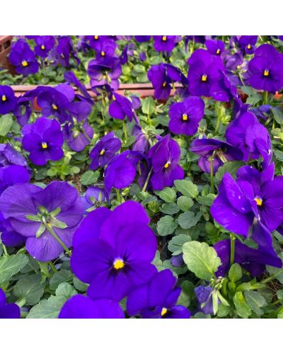 Violas ou Pensee a Petites Fleurs Violette