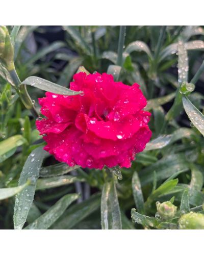 Œillet Dianthus Vivace Sunflor Vivre - Rose