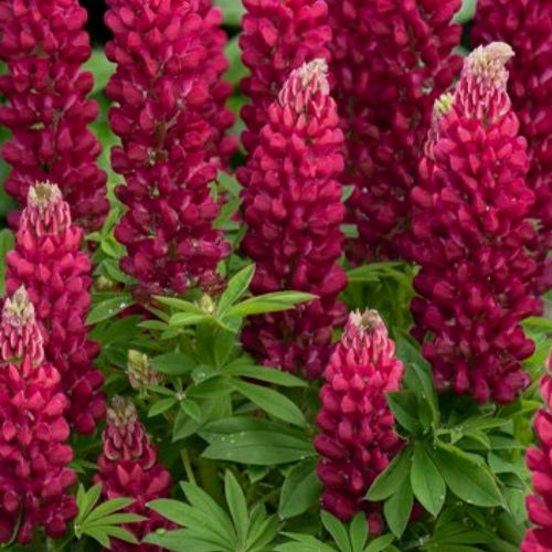 Lupin Vivace Polyphyllus Lupini - Rouge