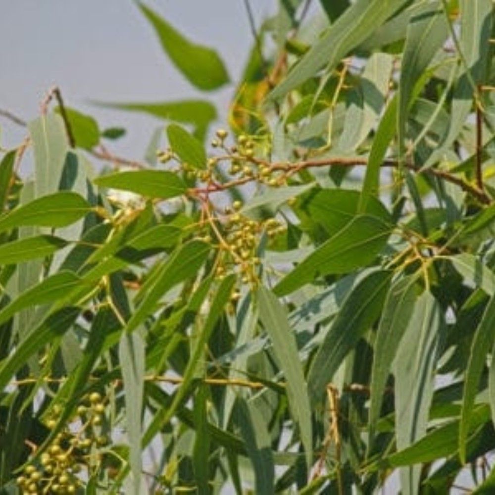 Gommier bleu Vivace Citriodora Lemon Bush - Blanc