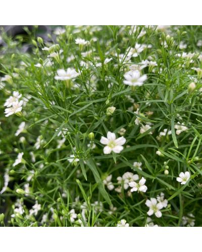 Gypsophile Vivace Muralix Gypsy - Blanc