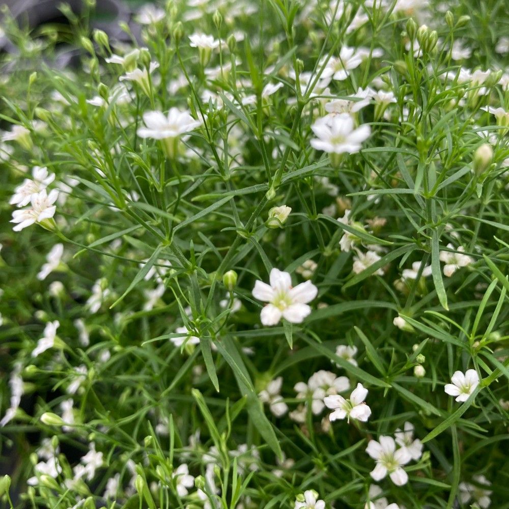 Gypsophile Vivace Muralix Gypsy - Blanc