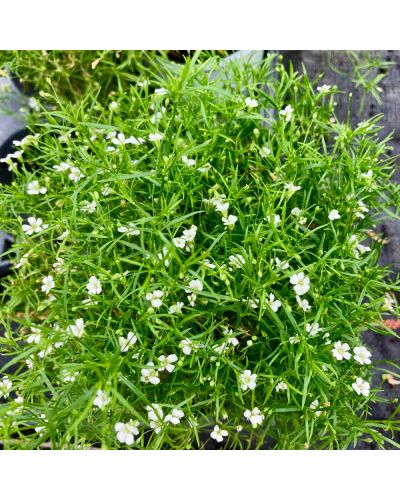 Gypsophile Vivace Muralix Gypsy - Blanc