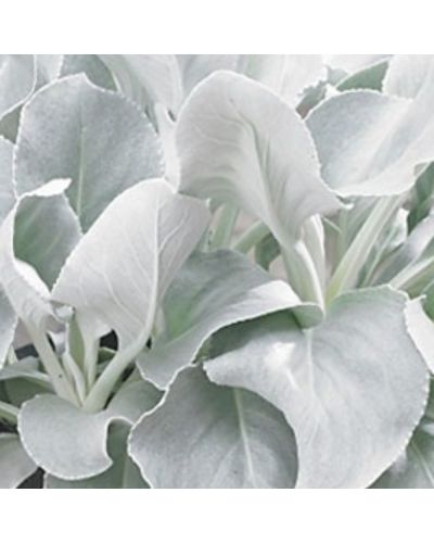 Senecio Vivace Angel Wings - Blanc