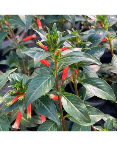 Cuphea ou plante cigarette Vivace Ignea Medaillon - Rouge