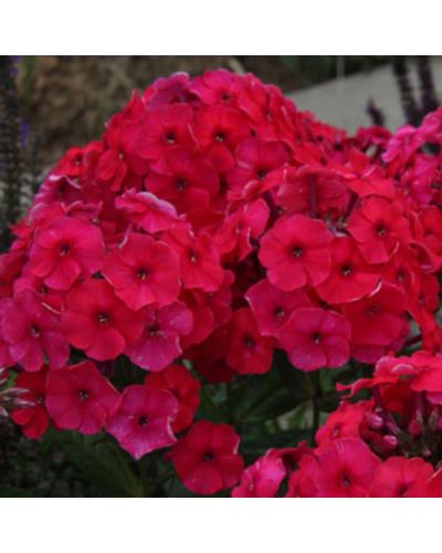 Phlox paniculé Vivace Adessa Special Fire - Rouge