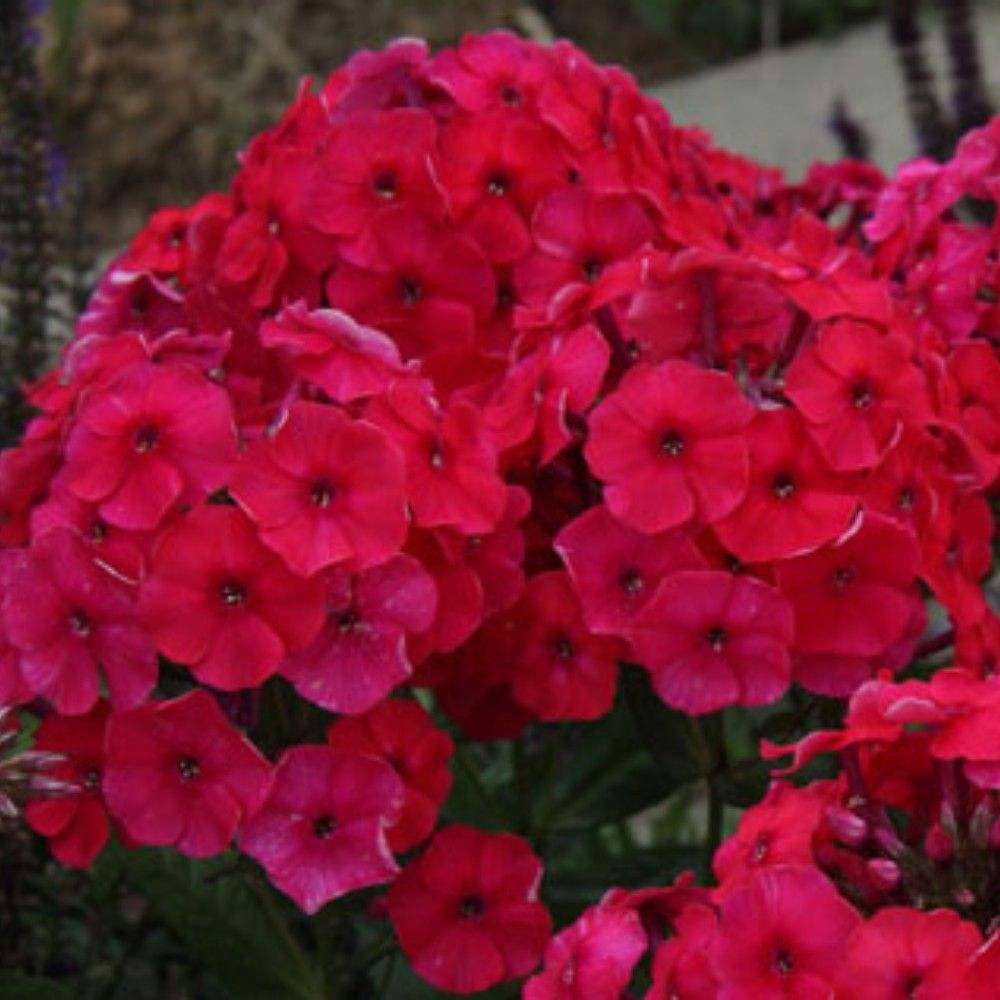 Phlox paniculé Vivace Adessa Special Fire - Rouge