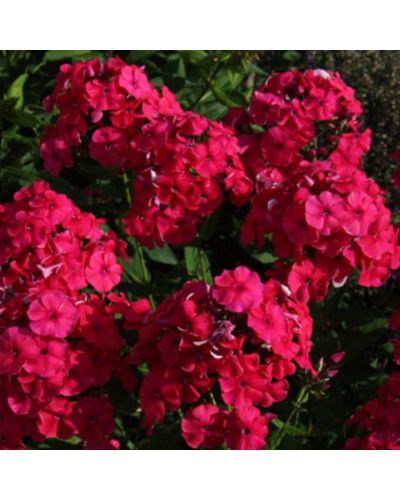 Phlox paniculé Vivace Adessa Special Fire - Rouge