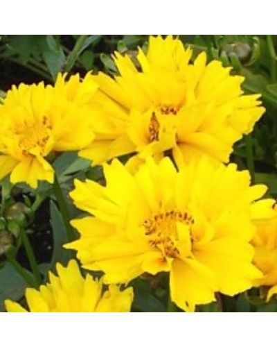 Coreopsis Vivace Solanna Glow