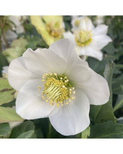 Rose de Noêl Vivace Niger - Blanc