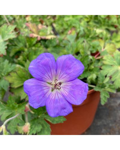 Géranium Vivace Rozanne Hybride - Rose