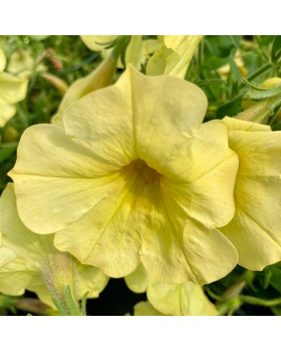 Petunia retombant yellow dream